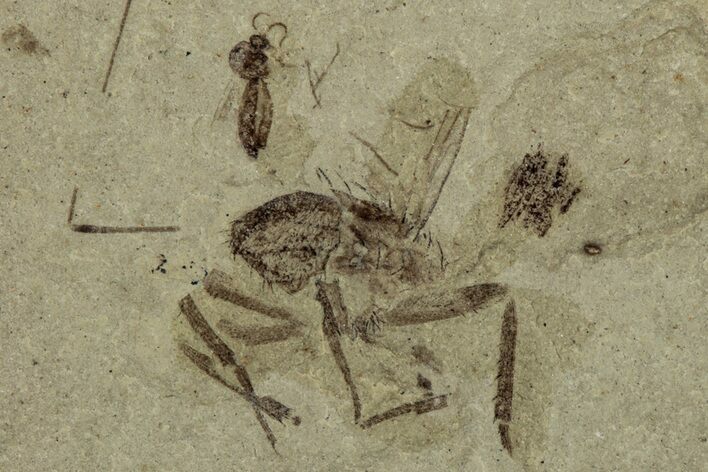 Fossil Insect (Fly and Beetle) Plate - Utah #356658